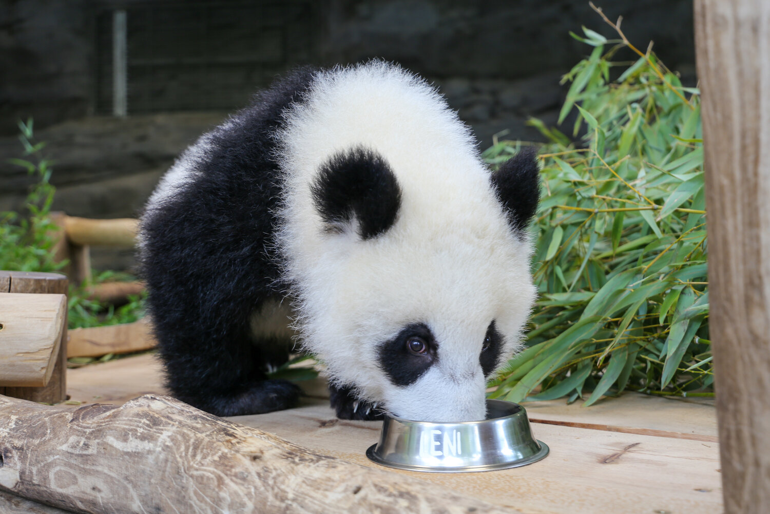 Panda_Leni