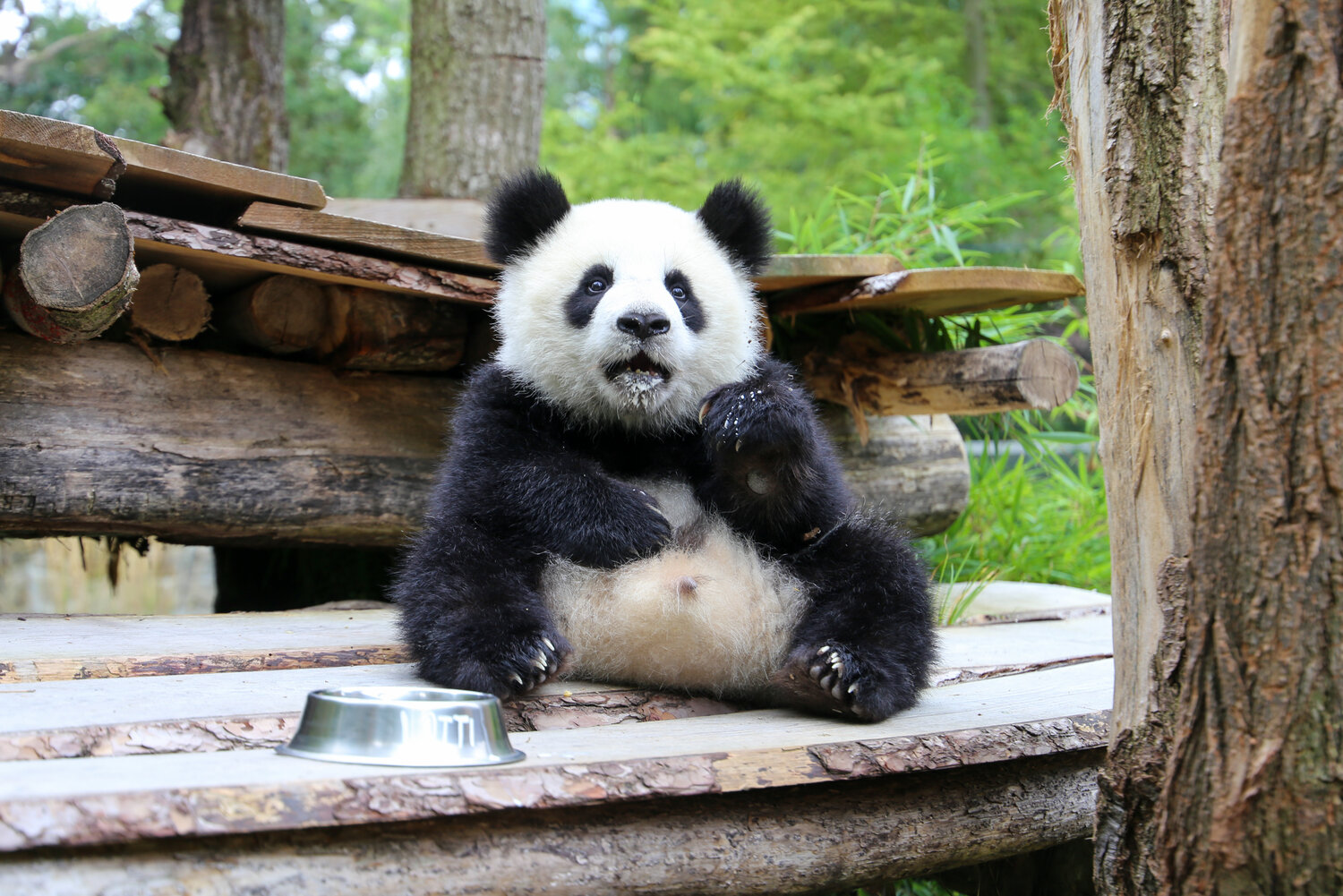 Panda_Lotti