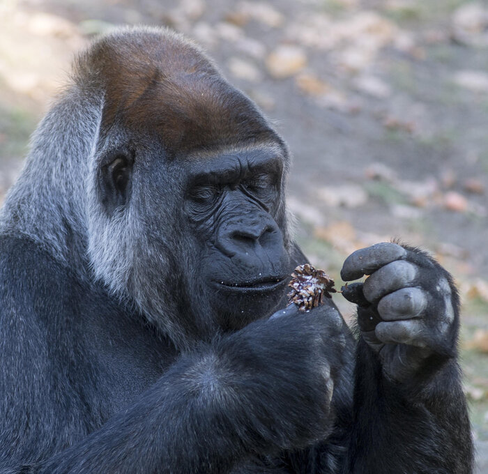 Tierbeschäftigung für Zoo-Tiere in Berlin
