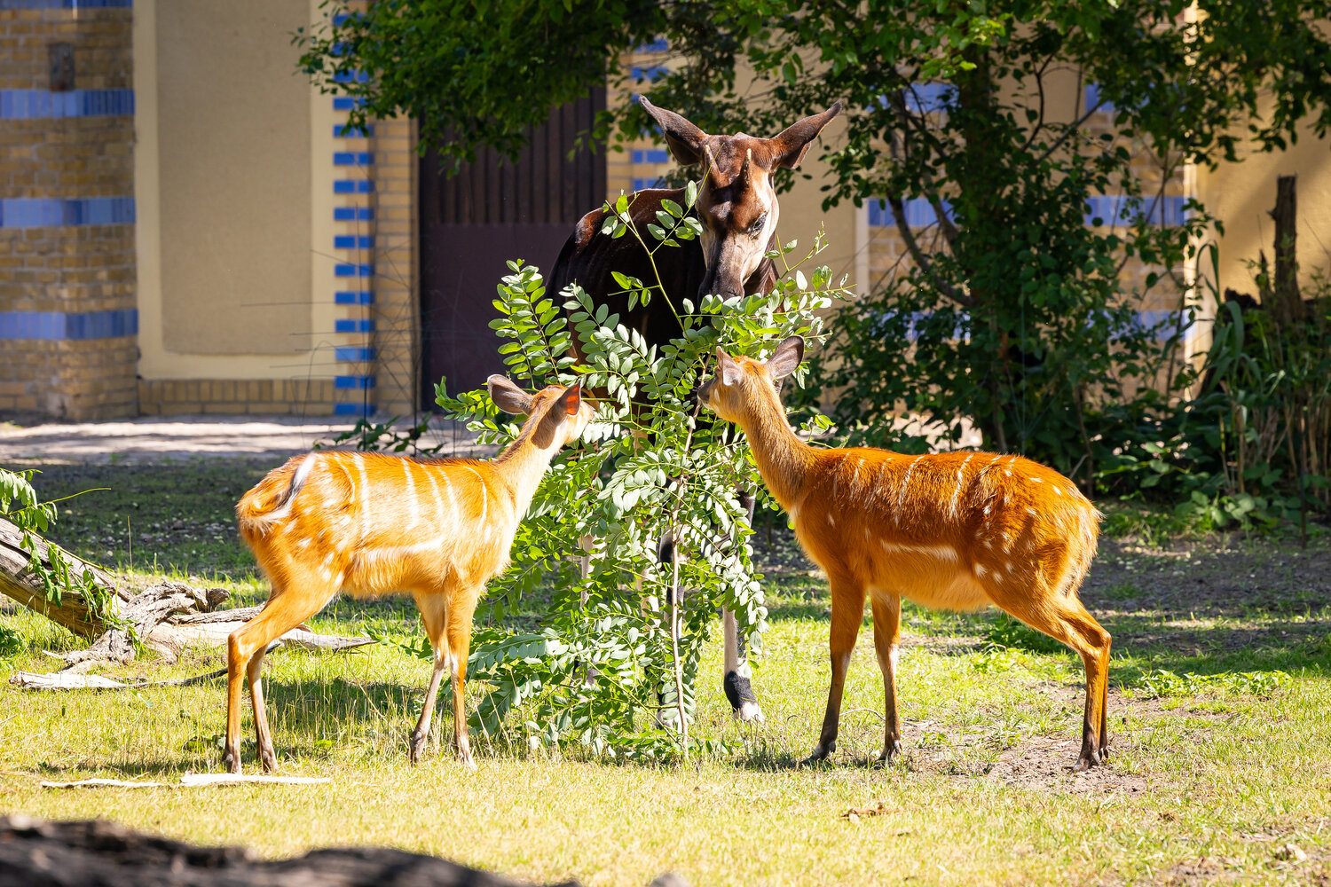 Okapi mit Sitatungas