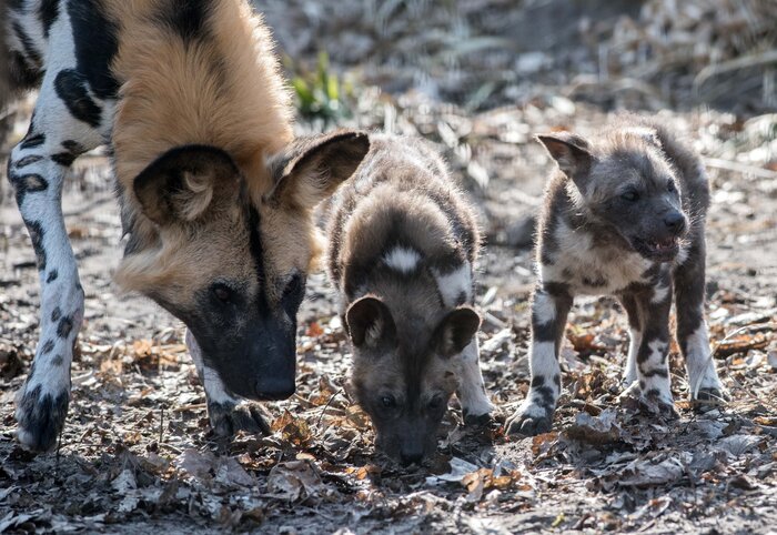 Wildhund-Nachwuchs