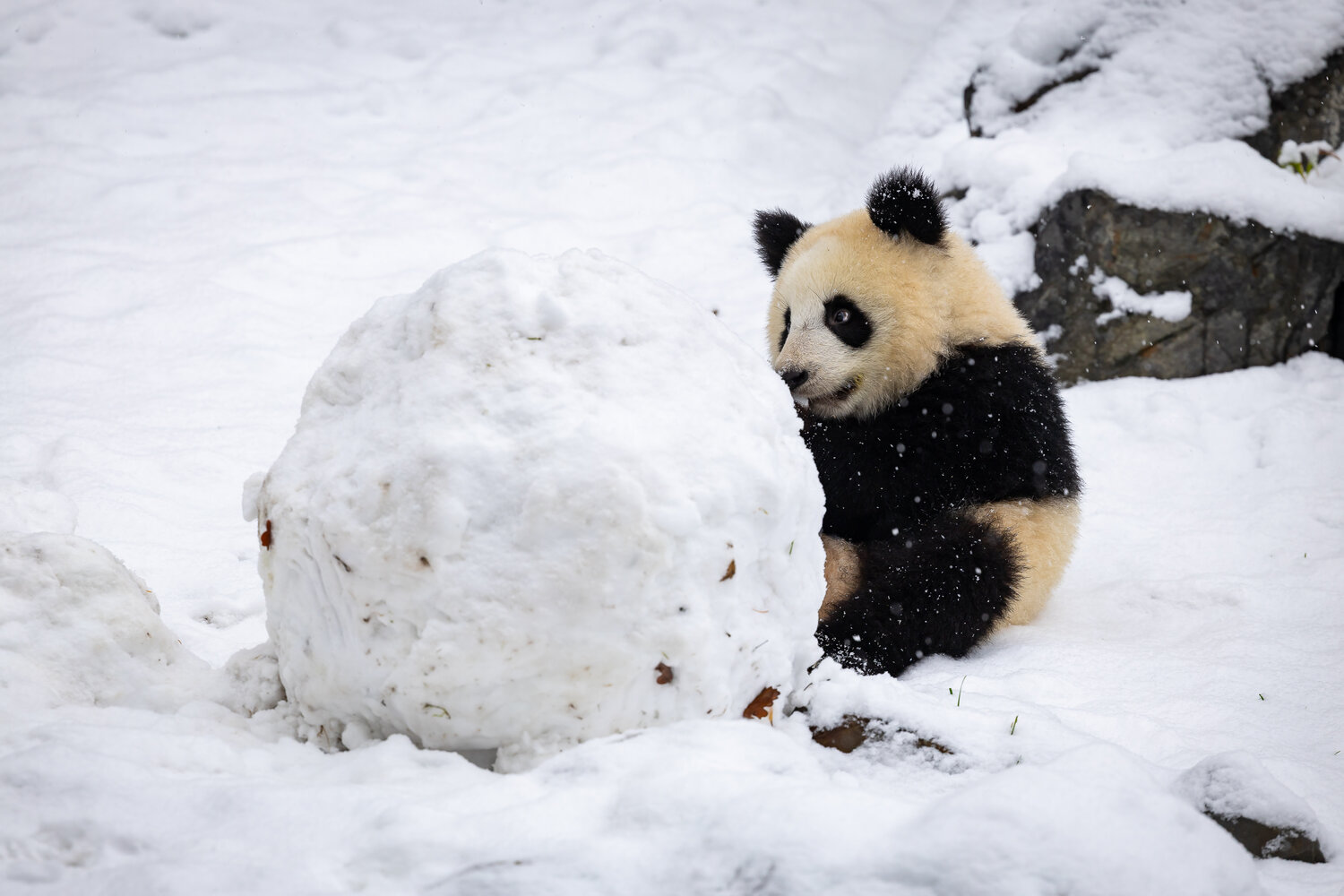 Panda-Nachwuchs im Schnee