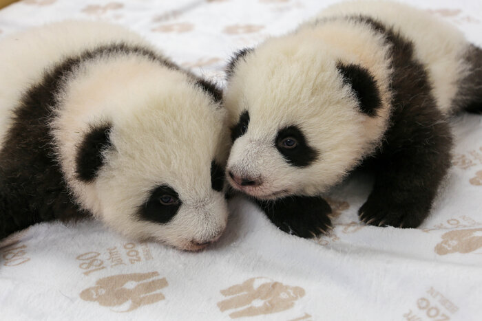 [Translate to English:] Panda-Zwillinge