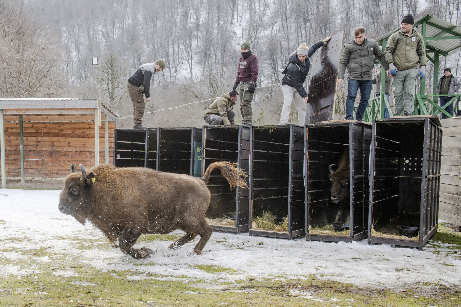 [Translate to English:] Wisente_ShadagNationalPark_(c)WWF_EmilKhalilov