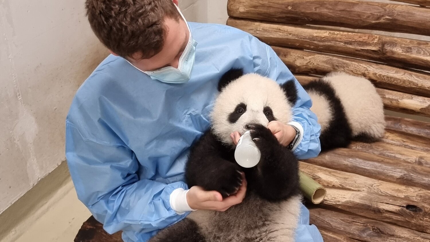 Panda-Jungtier bekommt Fläschchen