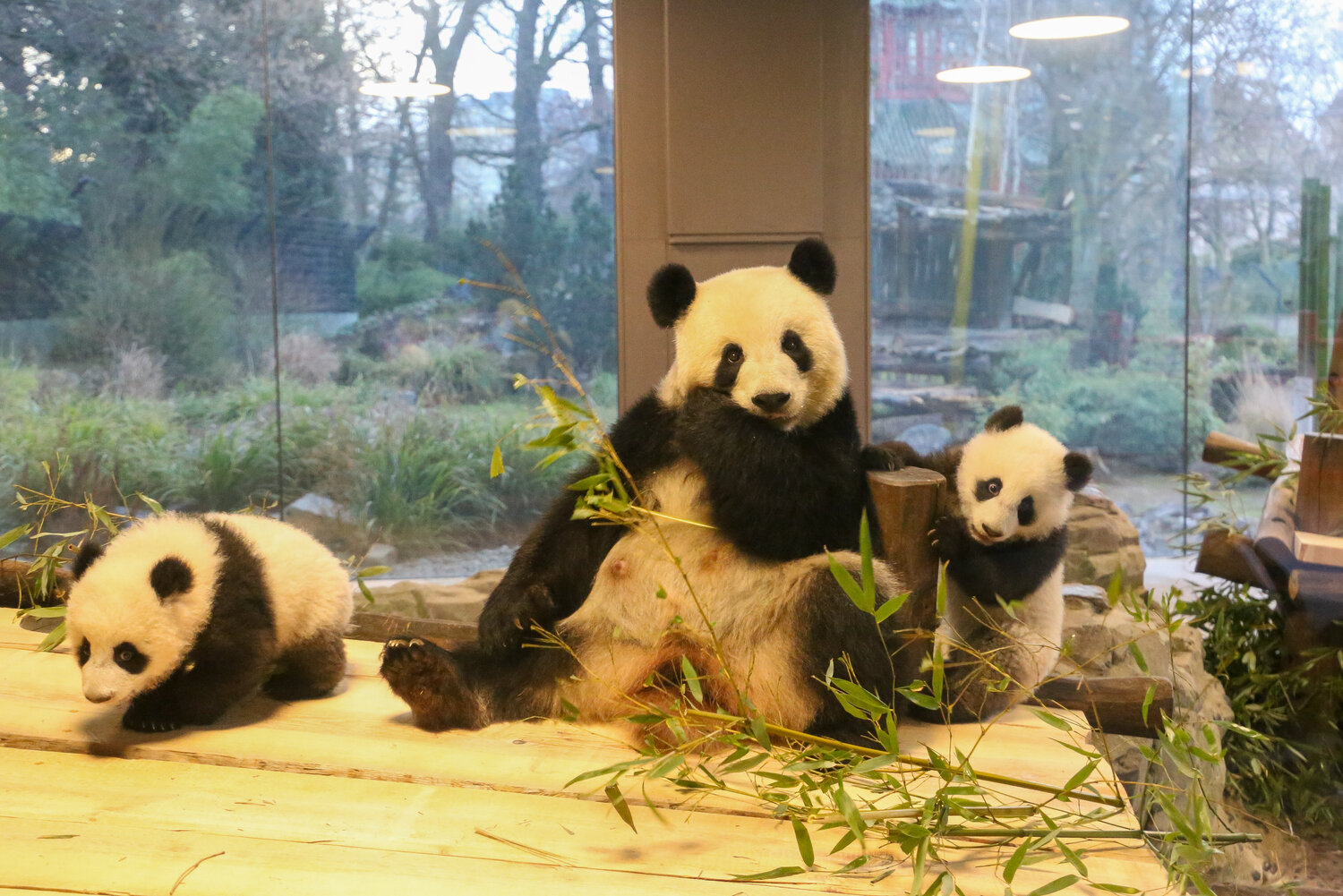 Panda-Familie