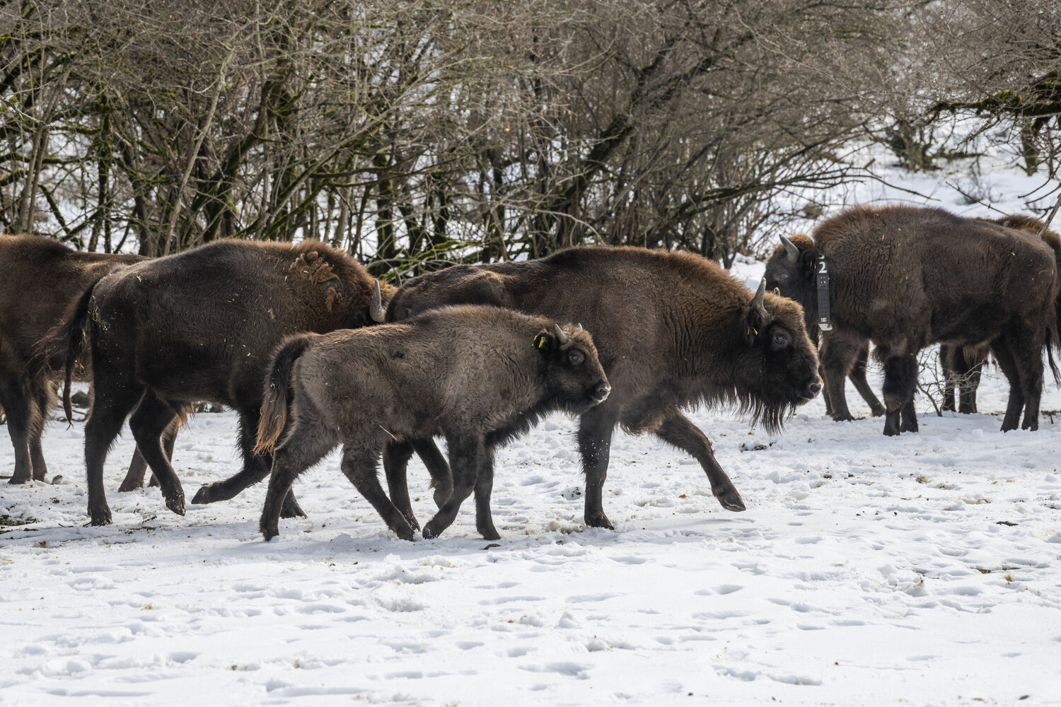 [Translate to English:] Wisente_ShadagNationalPark_(c)WWF_EmilKhalilov