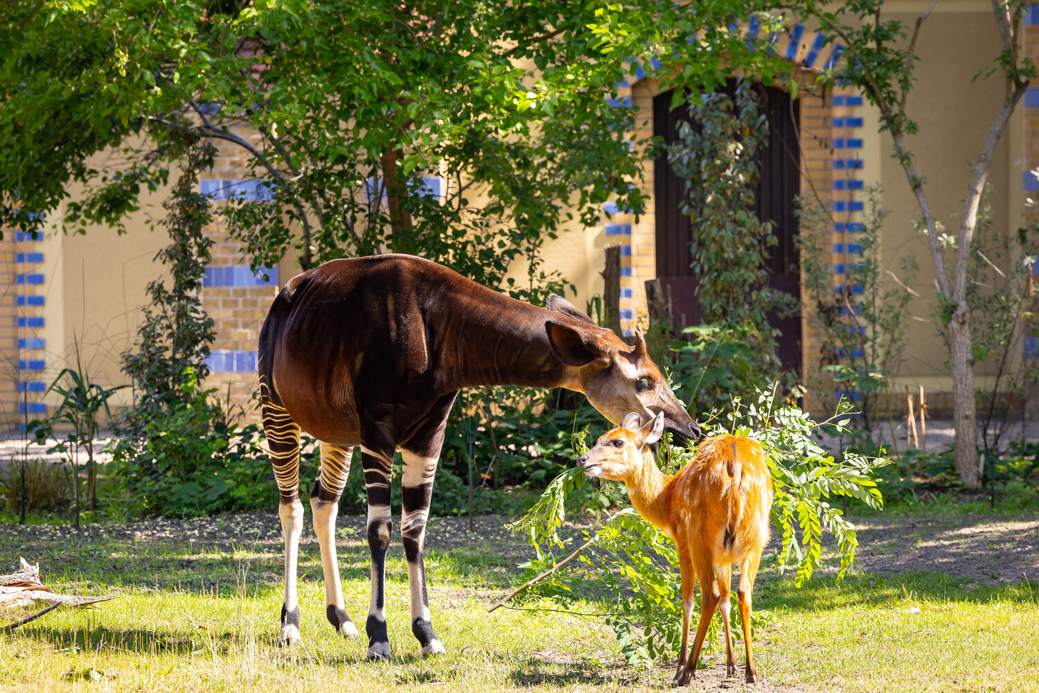 Okapi mit Sitatungas