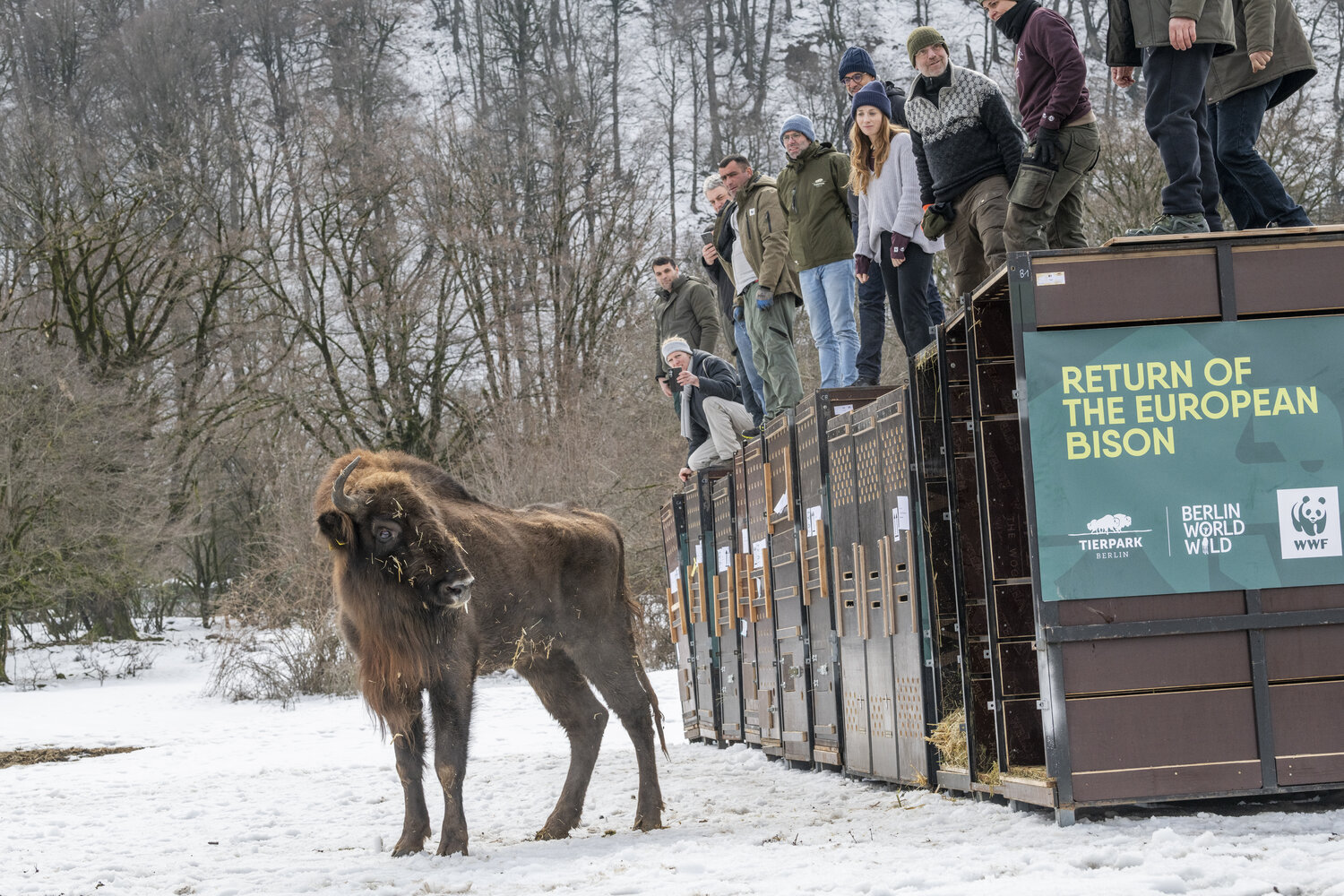 [Translate to English:] Wisente_ShadagNationalPark_(c)WWF_EmilKhalilov
