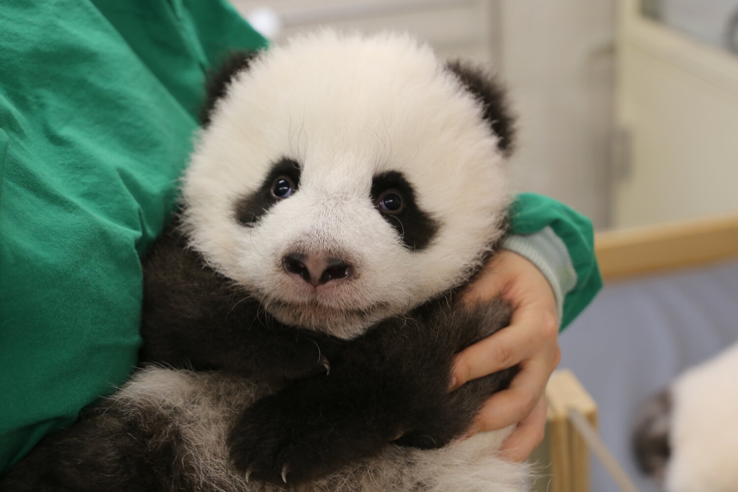 Panda-Jungtier