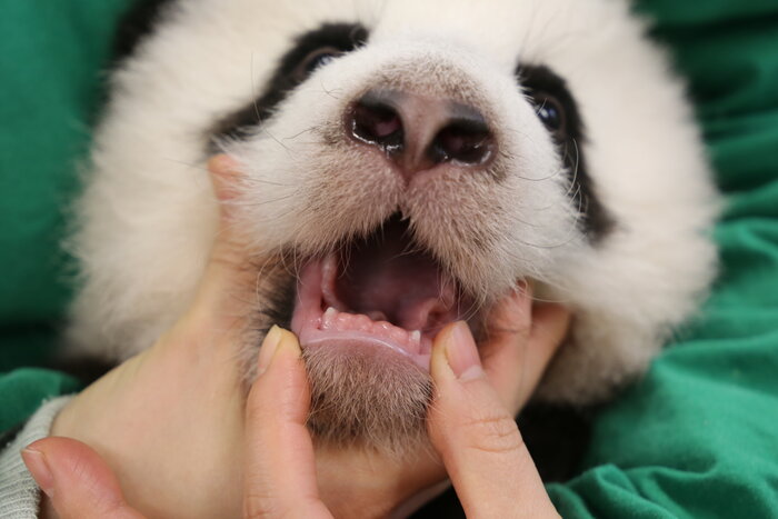 Zähnchen bei Panda-Nachwuchs