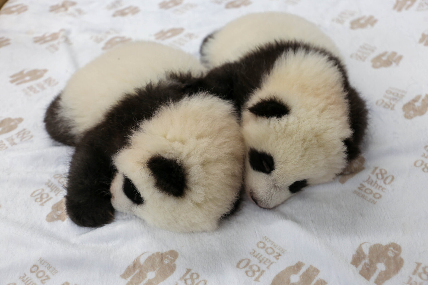 Panda-Zwillinge