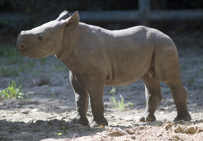 Spitzmaulnashorn Akili als Baby