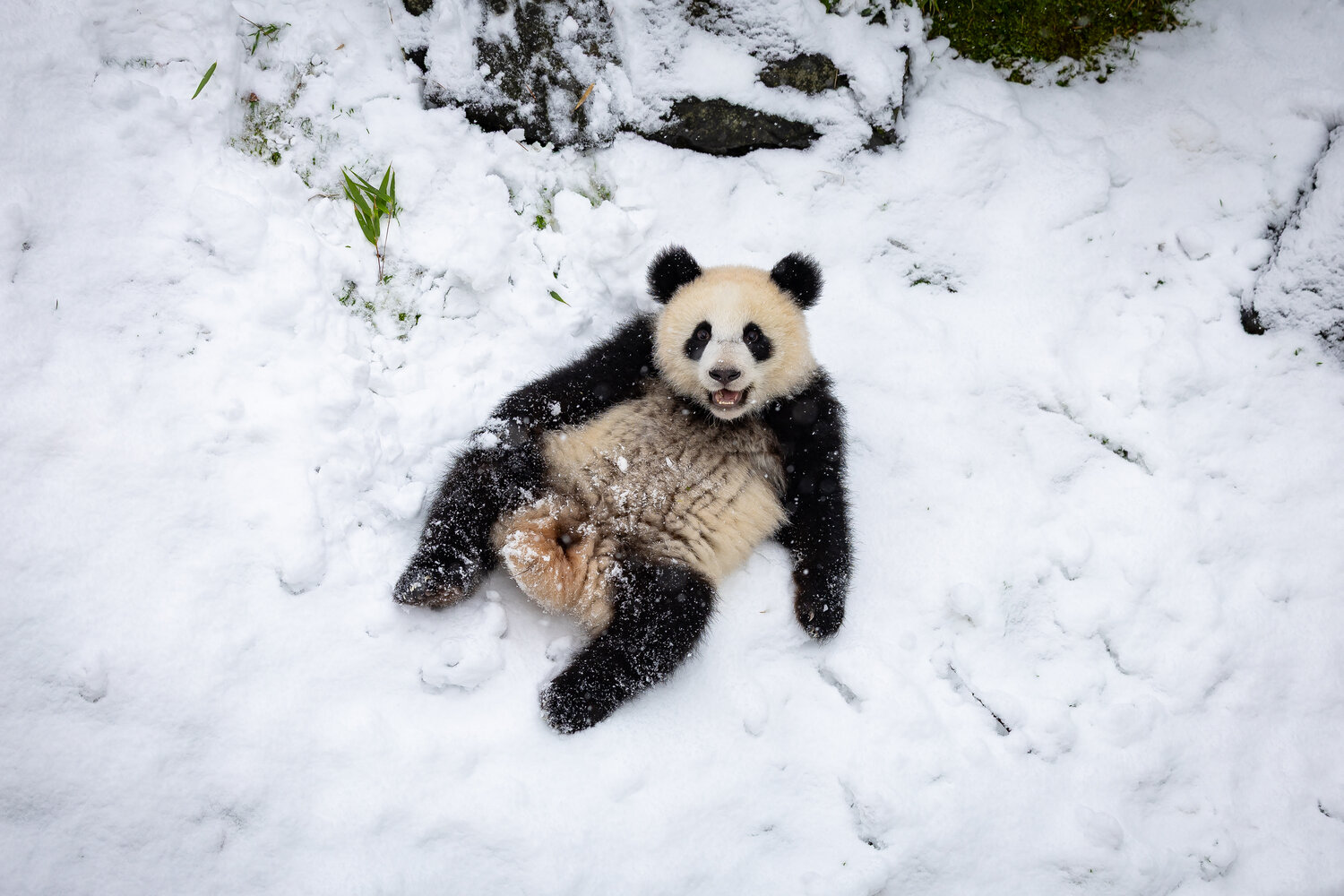 Panda-Nachwuchs im Schnee