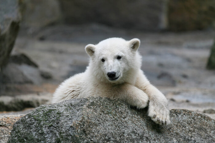 Eisbär Knut im Zoo Berlin
