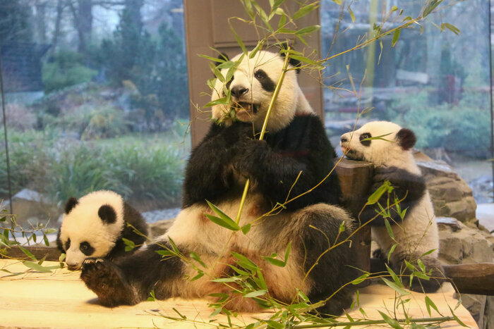 Panda-Familie