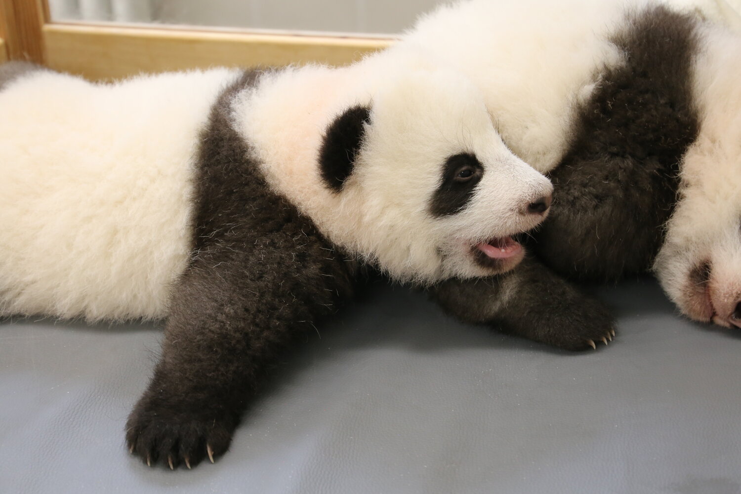 Panda-Nachwuchs