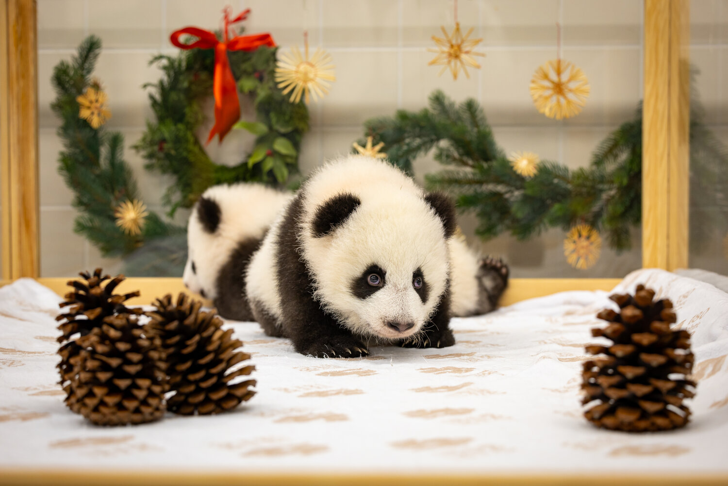Pandas vor Weihnachtsdeko