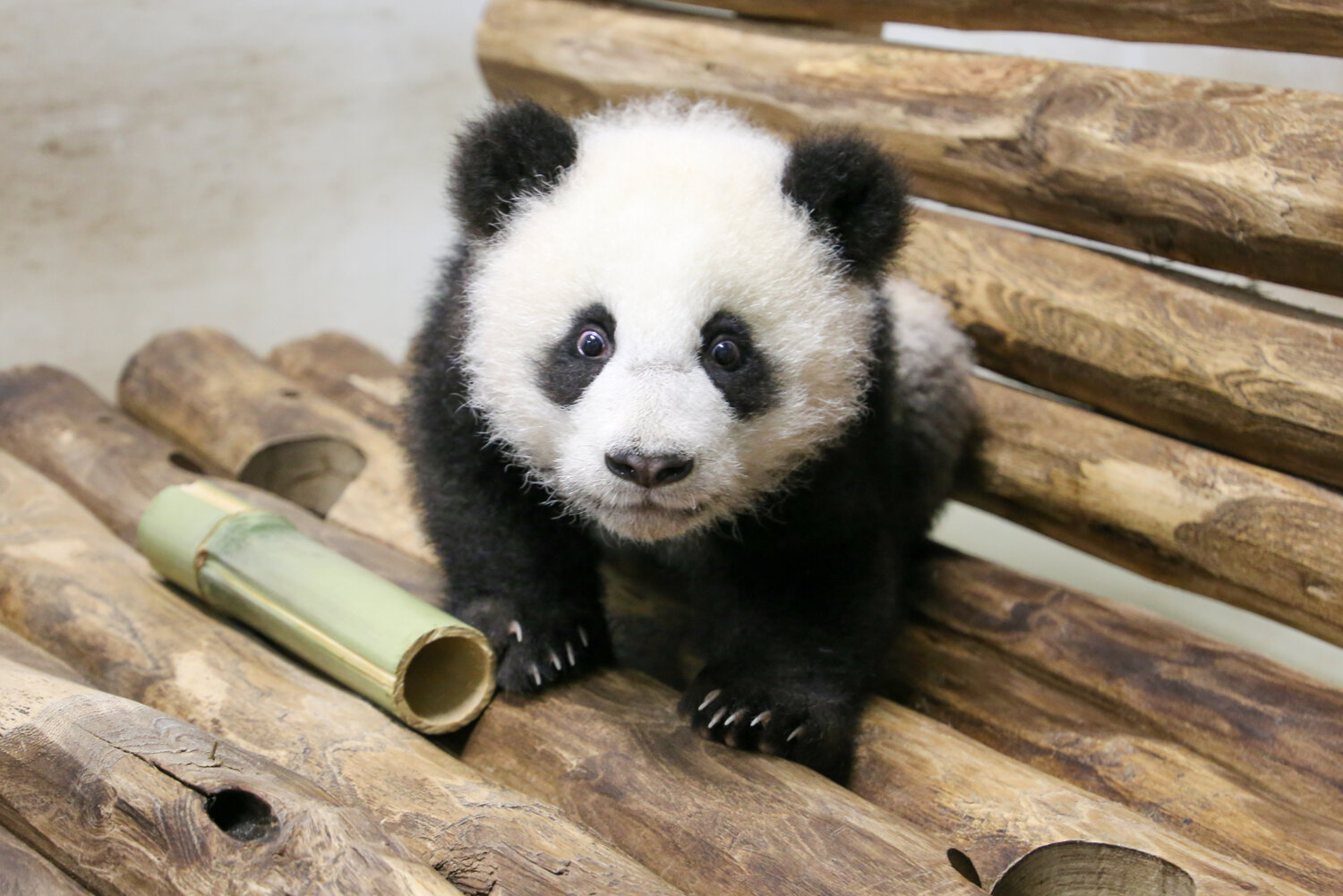 Panda-Jungtier