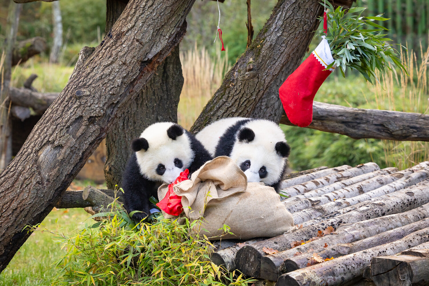 Nikolaus bei den Pandas