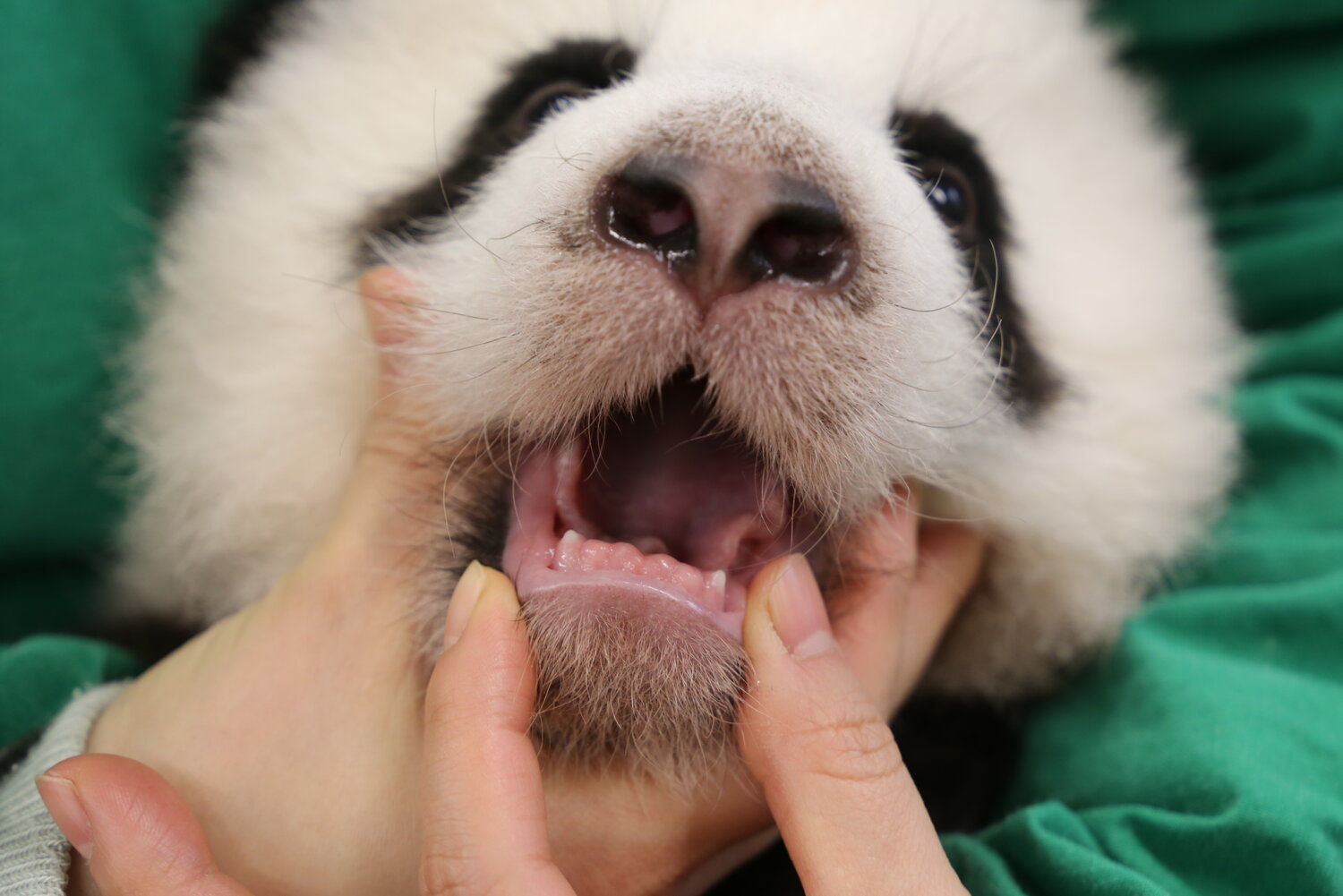 Zähnchen bei Panda-Nachwuchs