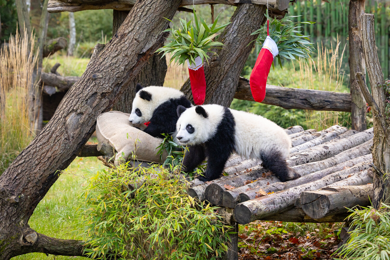 Nikolaus bei den Pandas
