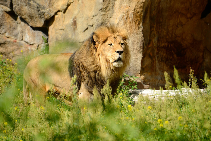 Löwe Paule im Zoo Berlin