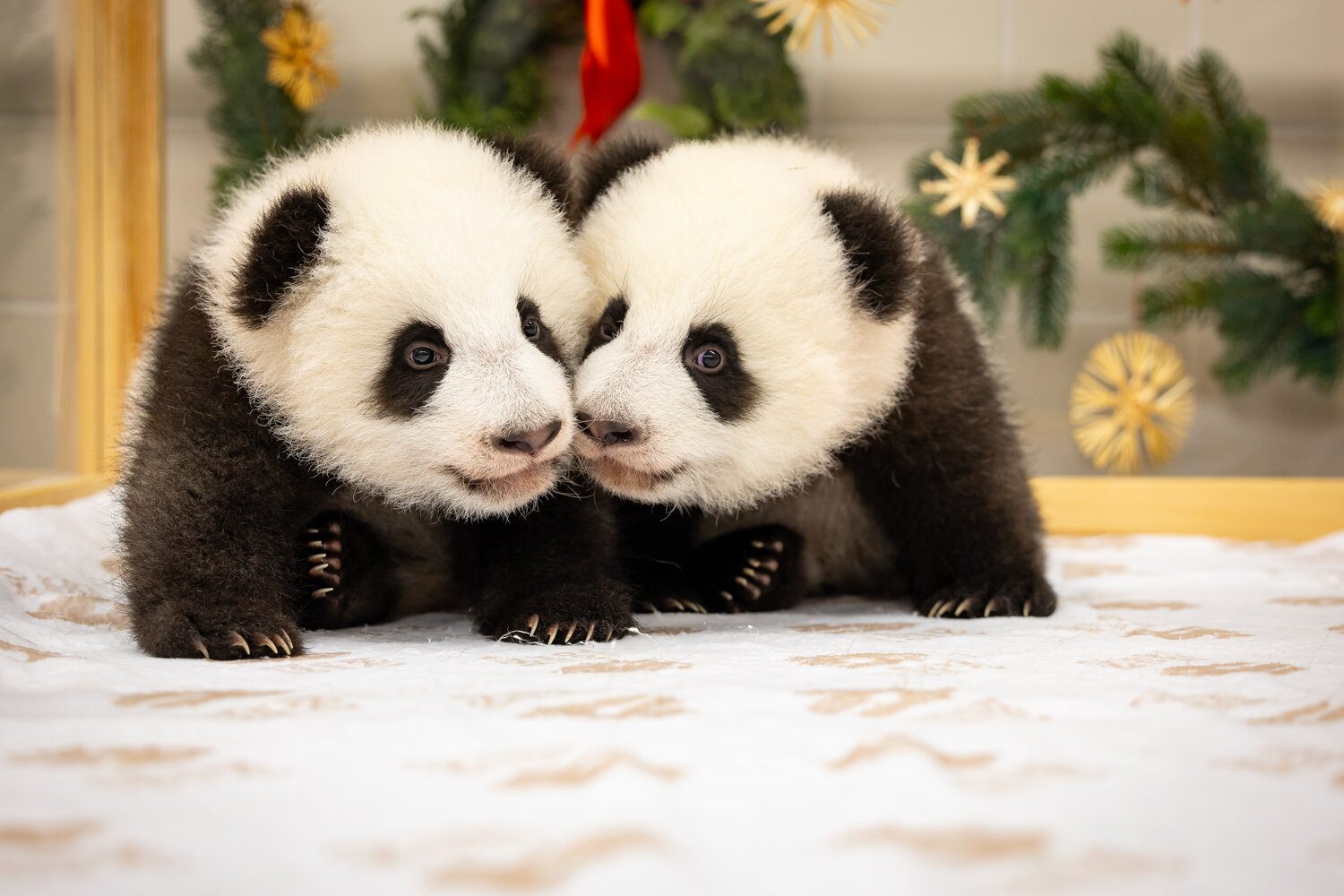 Panda-Zwillinge