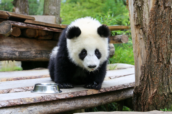 Panda_Lotti