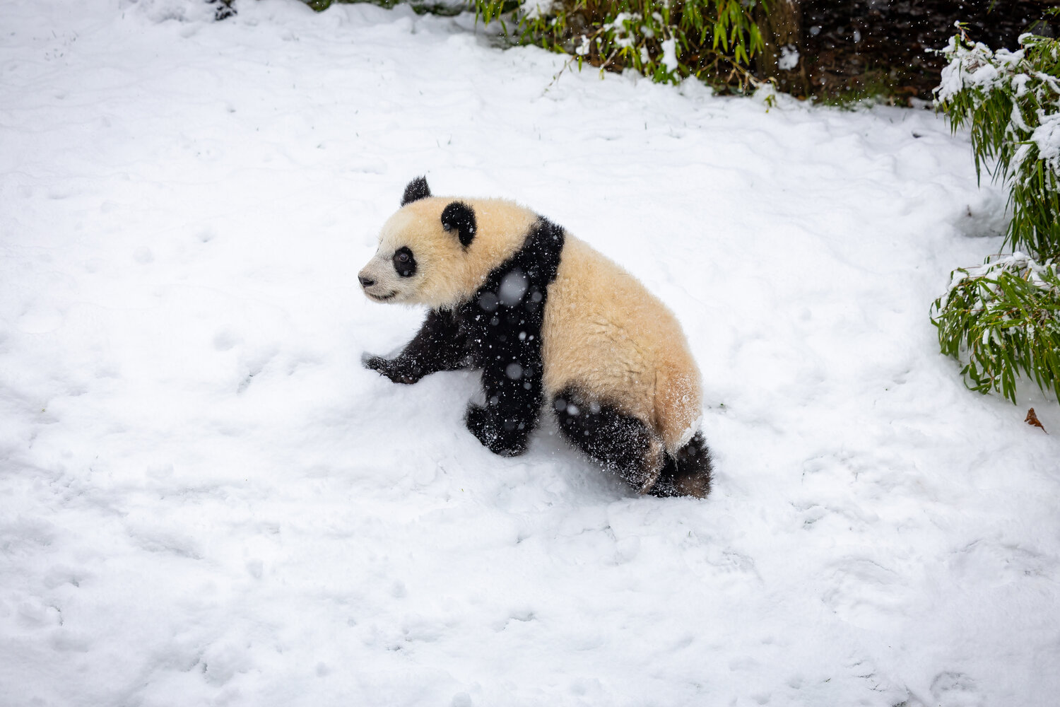 Panda-Nachwuchs im Schnee