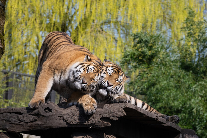 Amur-Tiger
