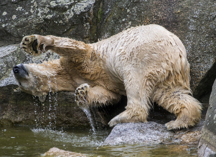 Eisbärdame Tosca im Zoo Berlin